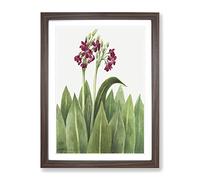 Primrose Flowers By Mary Vaux Walcott Vintage Framed Print | A4 Walnut Framed Wall Art | Ready to Hang | Classic Floral Picture | Living Room Bedroom Lounge Office