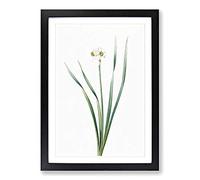 Primrose Flowers by Pierre-Joseph Redoute Framed Print | A2 Black Framed Wall Art | Ready to Hang | Modern Floral Picture | Living Room Bedroom Lounge Office