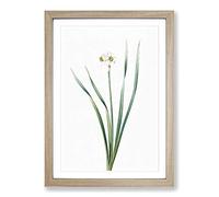 Primrose Flowers by Pierre-Joseph Redoute Framed Print | A2 Oak Framed Wall Art | Ready to Hang | Modern Floral Picture | Living Room Bedroom Lounge Office