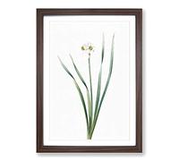 Primrose Flowers by Pierre-Joseph Redoute Framed Print | A2 Walnut Framed Wall Art | Ready to Hang | Modern Floral Picture | Living Room Bedroom Lounge Office
