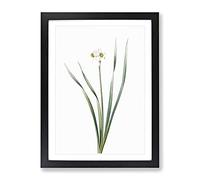 Primrose Flowers By Pierre Joseph Redoute Vintage Framed Print | A2 Black Framed Wall Art | Ready to Hang | Classic Floral Picture | Living Room Bedroom Lounge Office