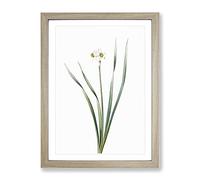 Primrose Flowers By Pierre Joseph Redoute Vintage Framed Print | A4 Oak Framed Wall Art | Ready to Hang | Classic Floral Picture | Living Room Bedroom Lounge Office