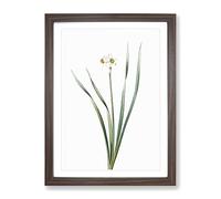 Primrose Flowers By Pierre Joseph Redoute Vintage Framed Print | A4 Walnut Framed Wall Art | Ready to Hang | Classic Floral Picture | Living Room Bedroom Lounge Office