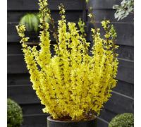 Primrose Forsythia X Intermedia Mikador Forsythia 12 Litre Pot 60Cm - 80Cm Tall Shrub Plant