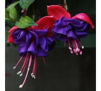 Primrose Fuchsia Dark Eyes Flowering Bedding Plants 9cm Pot in Purple Primrose Purple