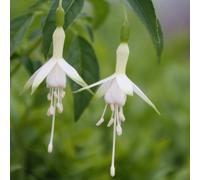 Primrose Fuchsia Hawkshead Flowering Bedding Plants 9cm Pot in Green Primrose Green