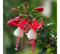 Primrose Fuchsia Snowcap 9Cm Pot Bedding Plants