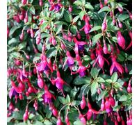 Primrose Fuchsia Tom Thumb Flowering Bedding Plants 9cm Pot in Magenta Primrose Magenta