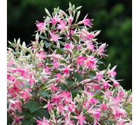 Primrose Fuchsia Walz Jubelteen Flowering Bedding Plants 9cm Pot in Pink Primrose Pink