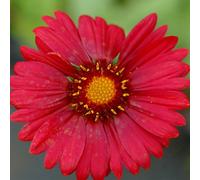 Primrose Gaillardia Burgunder Blanket Flower 9Cm Pot Perennial Plant