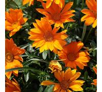 Primrose Gazania Daybreak Bright Orange 15 x Jumbo Seedling Plug Plants Primrose Orange