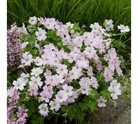 Primrose Geranium Dreamland 9Cm Pot Perennial Plant