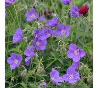 Primrose Geranium Orion Cranesbill 9Cm Pot Perennial Plant