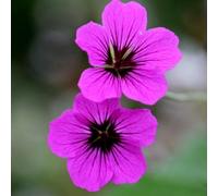 Primrose Geranium Patricia Cranesbill 9Cm Pot Perennial Plant
