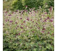 Primrose Geranium Phaeum Dusky Cranesbill 9Cm Pot Perennial Plant
