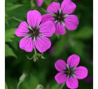 Primrose Geranium Psilostemon Cranesbill 9Cm Pot Perennial Plant