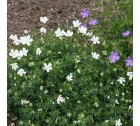 Primrose Geranium Sanguineum Album Bloody Cranesbill 9Cm Pot Perennial Plant