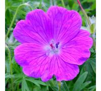 Primrose Geranium Sanguineum Bloody Cranesbill 9Cm Pot Perennial Plant