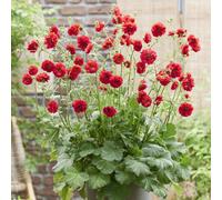 Primrose Geum Firestarter Avens 9Cm Pot Perennial Plant