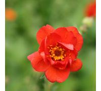 Primrose Geum Mrs J. Bradshaw Avens 9Cm Pot Perennial Plant