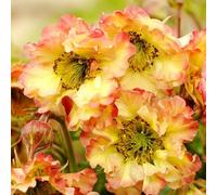 Primrose Geum Pretticoats Peach Avens 9Cm Pot Perennial Plant