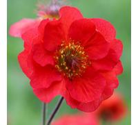 Primrose Geum Scarlet Tempest Avens 9Cm Pot Perennial Plant