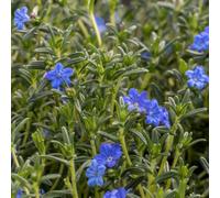Primrose Glandora Prostrata Heavenly Blue Lithospermum 9Cm Pot Alpine Perennial Plant