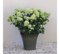 Primrose Glazed Green Ceramic Look Tapered Outdoor Garden Planter | Size: Large Primrose Green L