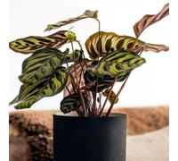 Primrose Goeppertia Makoyana Calathea Or Peacock Plant 12cm Pot 25cm Tall Plant in Green Primrose Green
