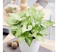Primrose Gonium Arrow Nephthytis 12cm Pot 25cm Tall Foliage House Plants in Green Primrose Green