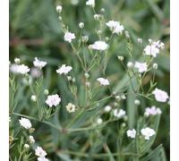 Primrose Gypsophila Rosenschleier Babys Breath 9Cm Pot Perennial Plant