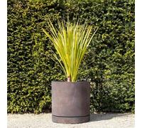 Primrose H50cm Bronze Limestone Round Planter Garden Patio Flower Pot with Saucer