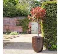 Primrose H63cm Glazed Terracotta Planter In Coffee Garden Patio Flower Pot