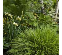 Primrose Hakonechloa Macra 9Cm Pot Grass Plant