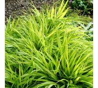 Primrose Hakonechloa Macra All Gold 9Cm Pot Grass Plant