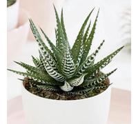 Primrose Haworthia Big Band Fairies Washboard 11Cm Pot 17.5Cm Tall Foliage House Plants