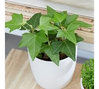 Primrose Hedera Helix English Ivy Common Ivy Vine Plant Houseplant 8.5cm Pot in Green Primrose Green