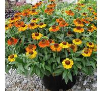 Primrose Helenium Autumnale Short And Sassy Sneezeweed 9Cm Pot Perennial Plant