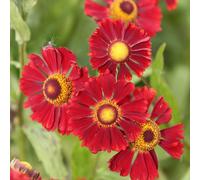 Primrose Helenium Ruby Thuesday Sneezeweed 9Cm Pot Perennial Plant
