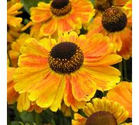 Primrose Helenium Sahins Early Flowerer Sneezeweed 9Cm Pot Perennial Plant