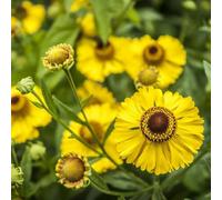 Primrose Helenium The Bishop Sneezeweed 9Cm Pot Perennial Plant