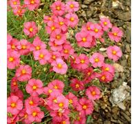 Primrose Helianthemum Ben Hope Rock Rose 9Cm Pot Alpine Perennial Plant