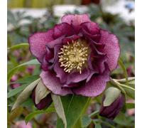 Primrose Helleborus Double Ellen Red Lenten Rose Or Hellebore 9Cm Pot Perennial Plant