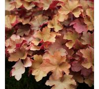 Primrose Heuchera Caramel Coral Bells 9Cm Pot Perennial Plant