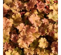 Primrose Heuchera Marmalade Coral Bells 9Cm Pot Perennial Plant