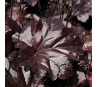 Primrose Heuchera Obsidian Coral Bells 9Cm Pot Perennial Plant