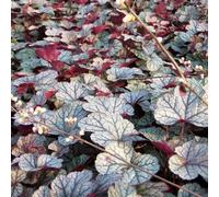 Primrose Heuchera Silver Scrolls Coral Bells 9Cm Pot Perennial Plant