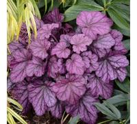 Primrose Heuchera Wild Rose Coral Bells 9Cm Pot Perennial Plant