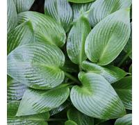 Primrose Hosta Devon Green Plantain Lily 9Cm Pot Perennial Plant
