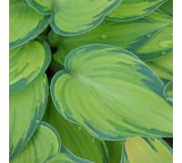 Primrose Hosta June Plantain Lily 9Cm Pot Perennial Plant
